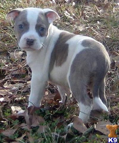 American Pit Bull Puppies for Sale